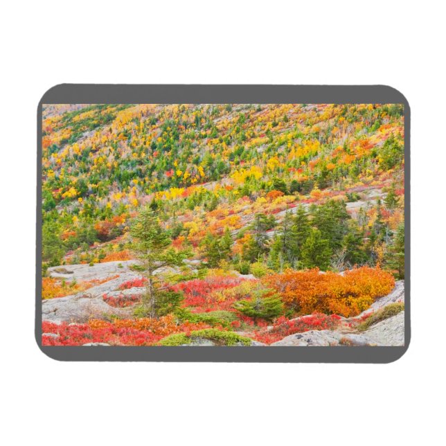 Cadillac Mountain in Fall, Acadia National Park Magnet (Horisontell)