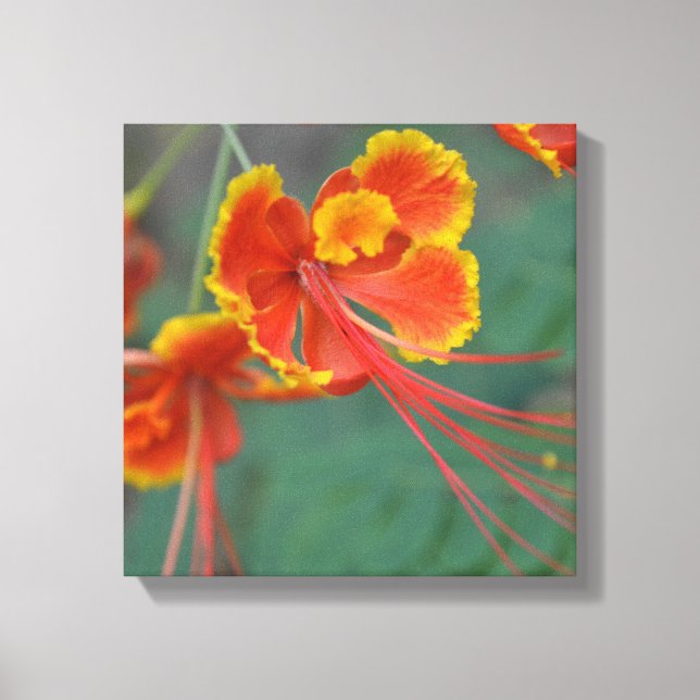 Caesalpinia Canvastryck (Framsida)