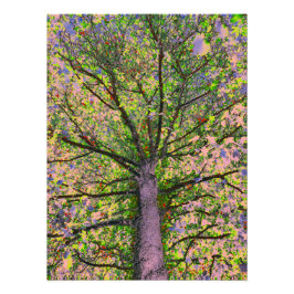 Caesar Salad 15 Fototryck