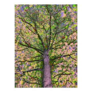 Caesar Salad 15 Fototryck