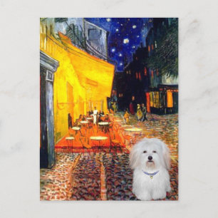 Cafe - Koton de Tulear 4b Vykort