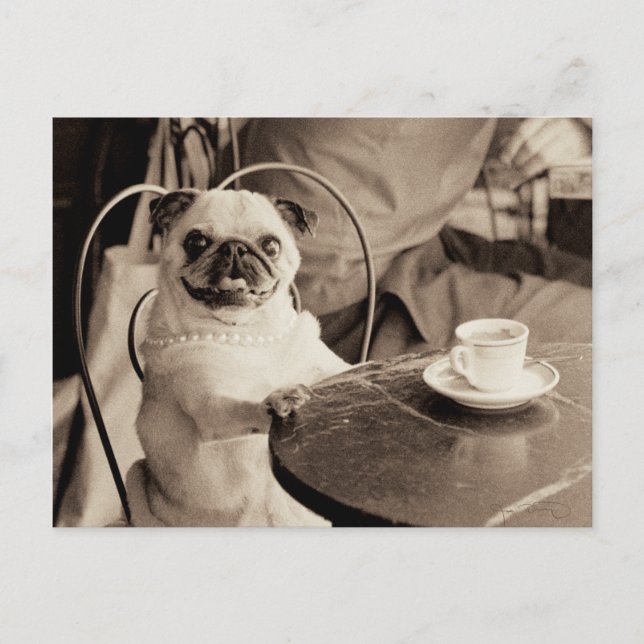 Cafe Pug Vykort (Framsida)