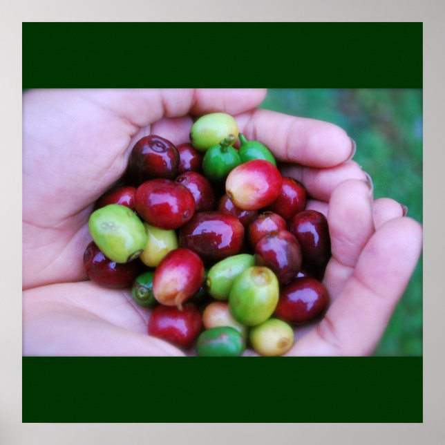 Cafe Series - Coffee Cherries Poster (Framsidan)