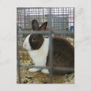 Caged Bunny Vykort
