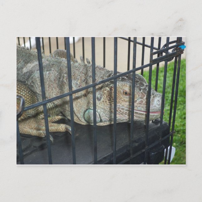 Caged Iguana Vykort (Framsida)