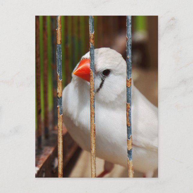 Caged White Zebra Finch Bird Vykort (Framsida)