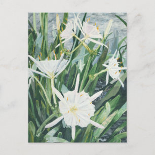 Cahaba Lilies vycard Vykort