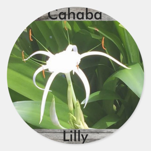 Cahaba lilly bloom-dekal runt klistermärke (Framsida)