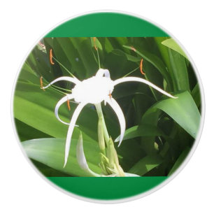 Cahaba Lilly Bloom på keramiska knoppar och Pulle