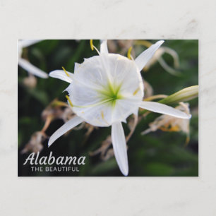 Cahaba Lily vycard Vykort