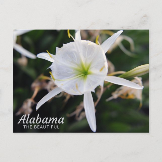 Cahaba Lily vycard Vykort (Framsida)