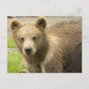 Cahorro de Oso Pardo Vykort