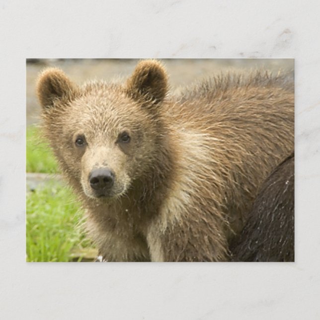 Cahorro de Oso Pardo Vykort (Framsida)