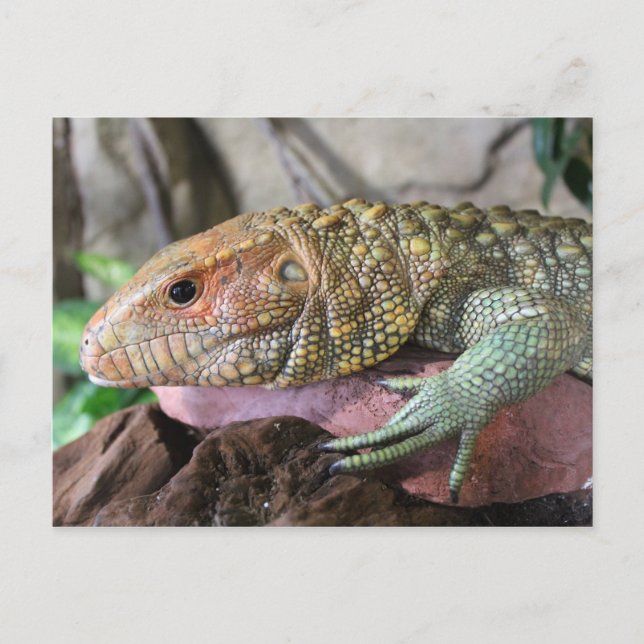 Caiman Lizard # 1 Vykort (Framsida)