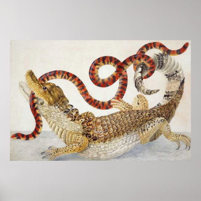 caimaner som äter en orm poster (Framsidan)