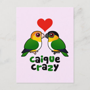 Caique Crazy Vykort