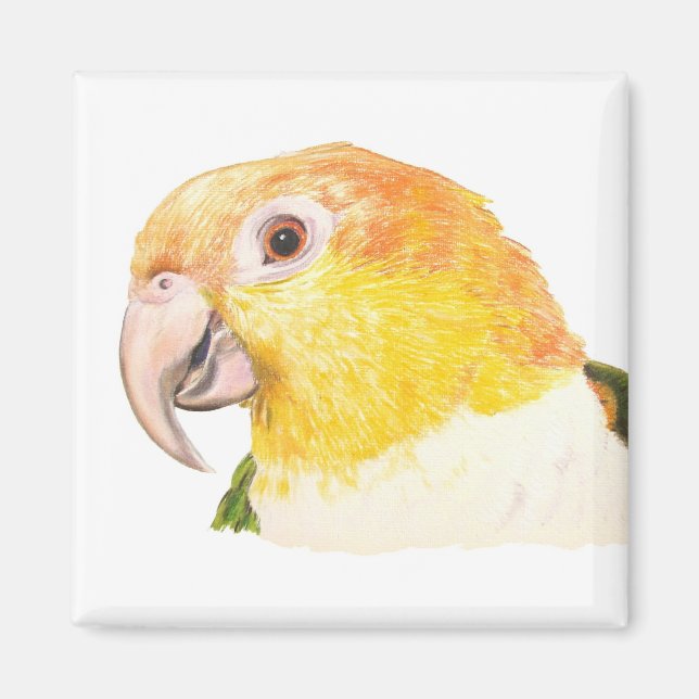 caique magnet (Framsidan)