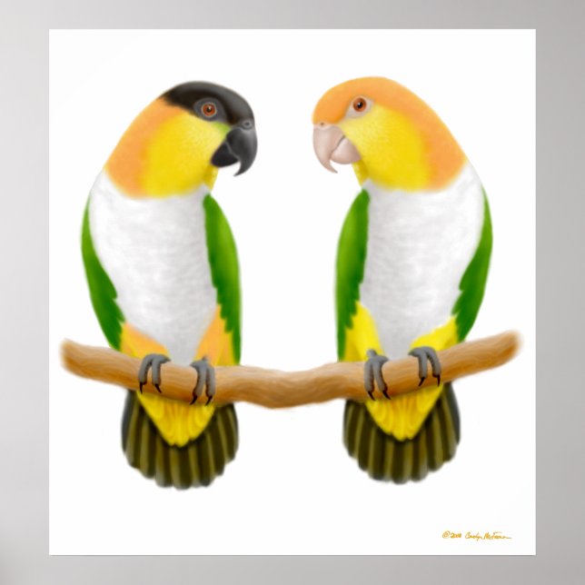 Caique Parrot Kärlek, Caique Parrot Kärlek, Caique Poster (Framsidan)