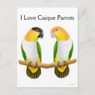 Caique Parrot Kärlek vykort