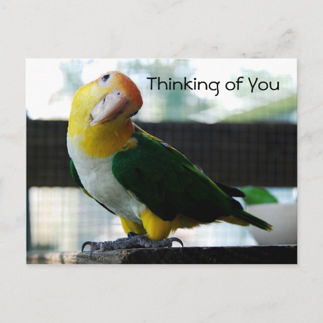 Caique Postcard Vykort (Framsida)