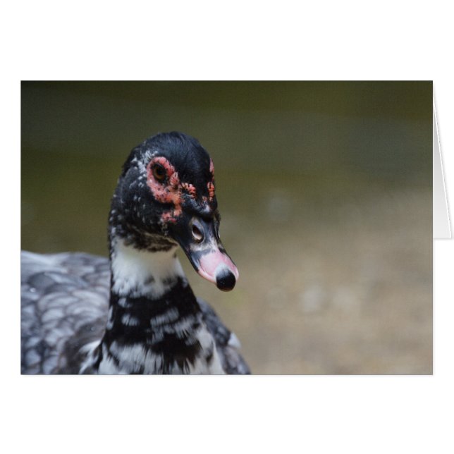 Cairina moschata domestica hälsningskort (Framsidan Horizontal)