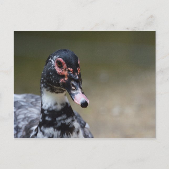 Cairina moschata domestica vykort (Framsida)
