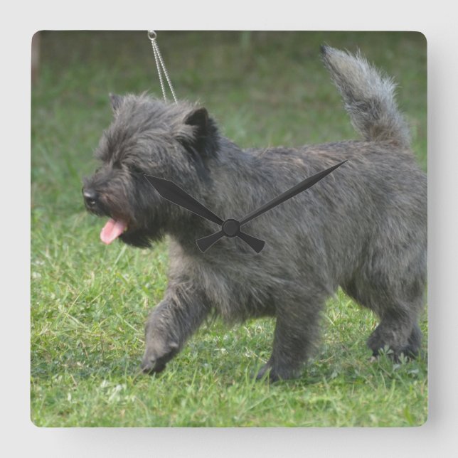cairn-terrier-2.jpg fyrkantig klocka (Framsida)