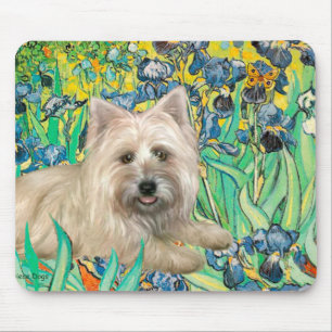 Cairn Terrier 4 - Irisar Musmatta