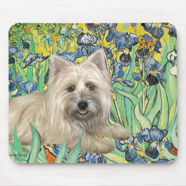 Cairn Terrier 4 - Irises Musmatta (Framsidan)