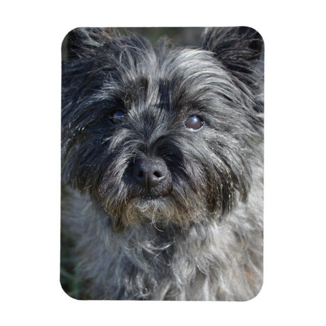Cairn Terrier Ansikte Magnet (Vertikal)