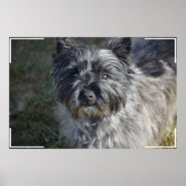 Cairn Terrier Ansikte Poster (Framsidan)