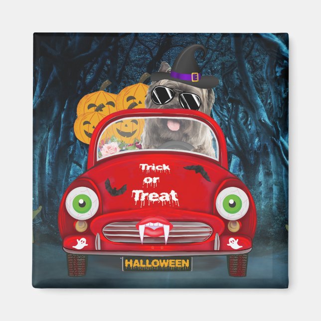 Cairn Terrier driver bil Scary Halloween Magnet (Framsidan)