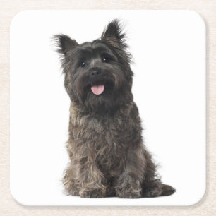 Cairn Terrier Grått Black Puppy Hund Kärlek Underlägg Papper Kvadrat