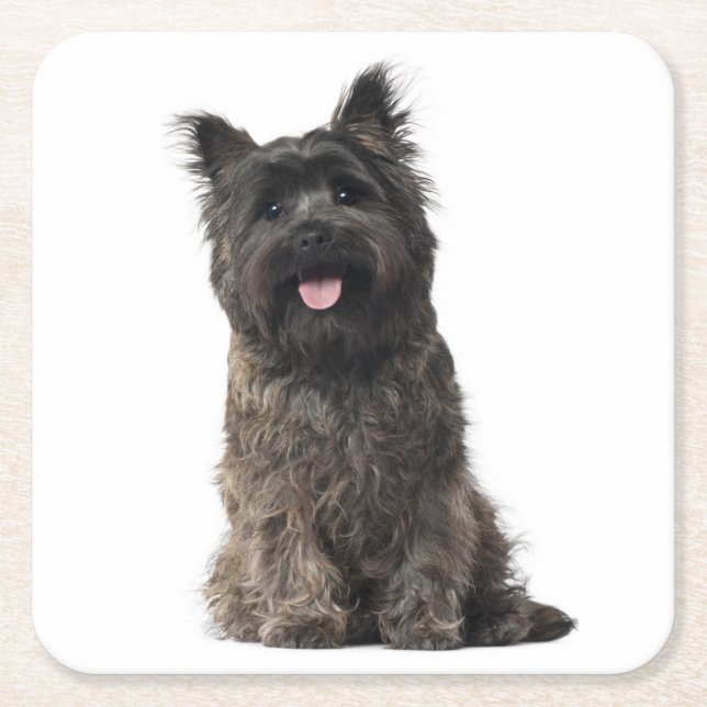 Cairn Terrier Grått Black Puppy Hund Kärlek Underlägg Papper Kvadrat (Framsidan)