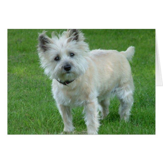 Cairn Terrier Hälsningskort (Framsidan Horizontal)