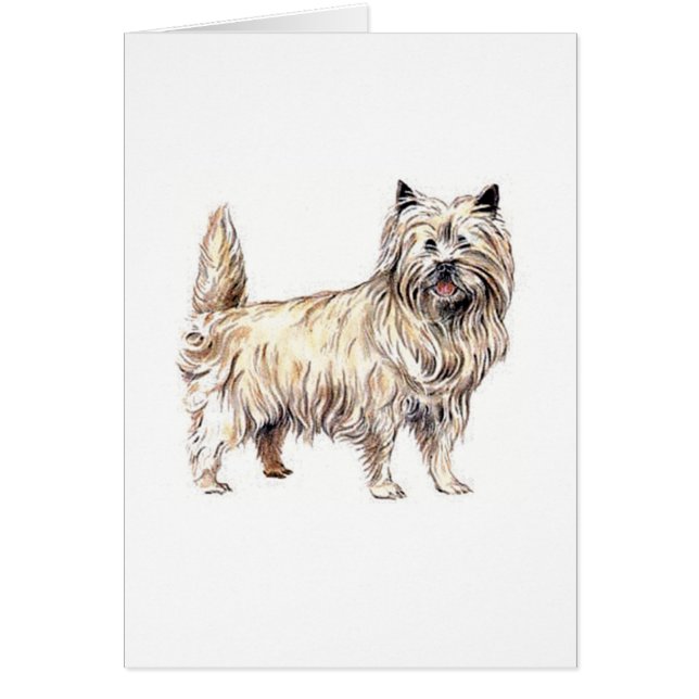 Cairn Terrier Hälsningskort (Framsidan)