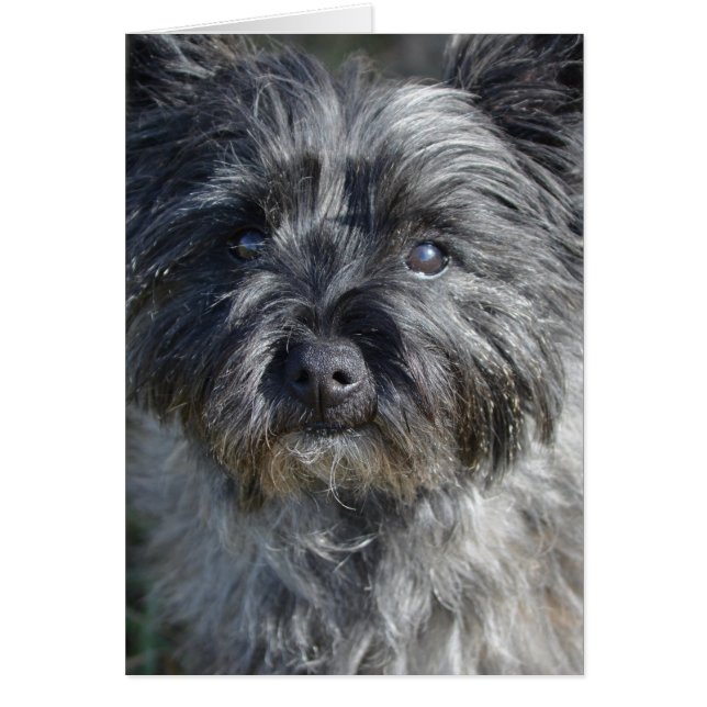 Cairn Terrier Hund Hälsningskort (Framsidan)