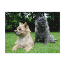 Cairn Terrier Puppy Hund Blank Hälsning-postkort