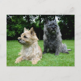 Cairn Terrier Puppy Hund Blank Hälsning-postkort Vykort