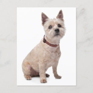 Cairn Terrier Puppy Hund Blank Hälsning-postkort Vykort