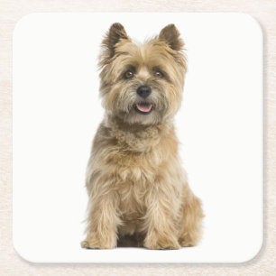 Cairn Terrier Puppy Hund Kärlek Underlägg Papper Kvadrat