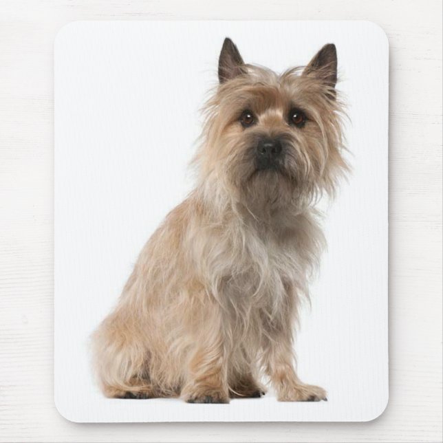 Cairn Terrier Puppy Hund Mousepad Musmatta (Framsidan)