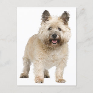 Cairn Terrier Puppy Hund Postcard Vykort