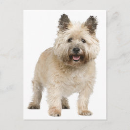 Cairn Terrier Puppy Hund Postcard Vykort