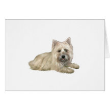 Cairn Terrier (vetefärgad) - liggande
