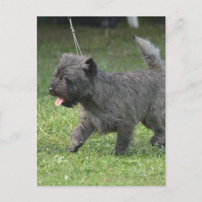 Cairn Terrier Vykort (Framsida)