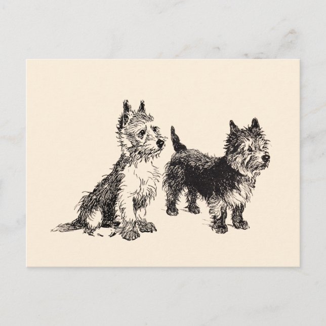 Cairn Terriers Antik Penna & Bläck Vykort (Framsida)