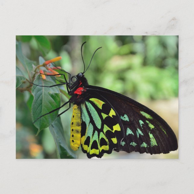 Cairns Birdwing Butterfly Photo Postcard Vykort (Framsida)