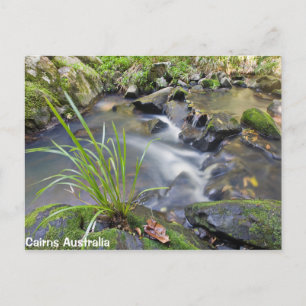 Cairns Forest Australia-vykort Vykort