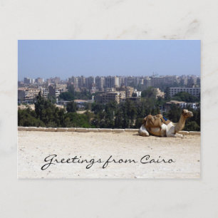 cairo camel vykort